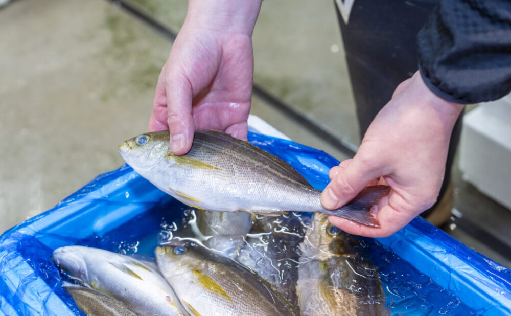 魚の旨さは鮮度に比例します。魚市の鮮魚品揃えの中心は活〆（活け締め）です。活〆にも種類があって、船上で締める、卸売市場で朝締める、そして販売店で出荷直前に締める。順に鮮度が高くなっていきます。本来、料亭などで出す高級魚です。街の魚屋さんで仕入れているのは珍しいんじゃないでしょうか。